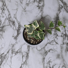 Load image into Gallery viewer, Hedera helix &#39;Camouflage&#39; / English Ivy - 105mm
