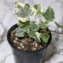 Load image into Gallery viewer, Hedera helix &#39;Camouflage&#39; / English Ivy - 105mm
