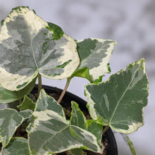 Load image into Gallery viewer, Hedera helix &#39;Camouflage&#39; / English Ivy - 105mm
