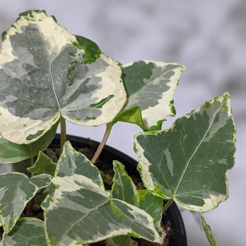 Hedera helix 'Camouflage' / English Ivy - 105mm
