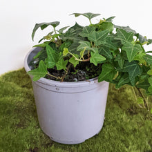 Load image into Gallery viewer, Hedera helix / English Ivy - 105mm
