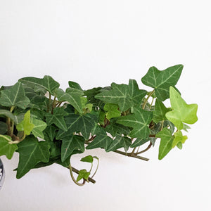 Hedera helix / English Ivy - 105mm