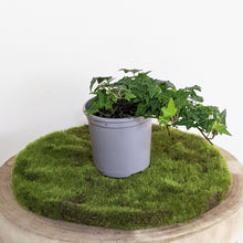 Load image into Gallery viewer, Hedera helix / English Ivy - 105mm
