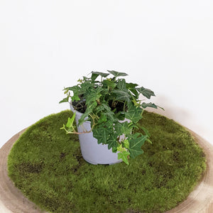 Hedera helix / English Ivy - 105mm