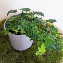 Load image into Gallery viewer, Hedera helix / English Ivy - 105mm
