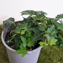 Load image into Gallery viewer, Hedera helix / English Ivy - 105mm
