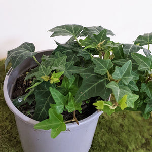Hedera helix / English Ivy - 105mm