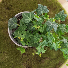 Load image into Gallery viewer, Hedera helix / English Ivy - 105mm
