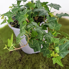 Load image into Gallery viewer, Hedera helix / English Ivy - 105mm
