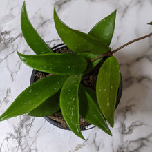Load image into Gallery viewer, Hoya Pubicalyx - 120mm
