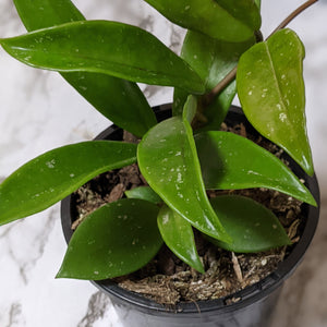 Hoya Pubicalyx - 120mm