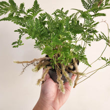 Load image into Gallery viewer, Humata Tyermanii / White Rabbit&#39;s Foot Fern - 90mm
