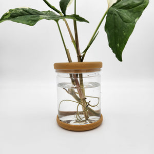 Hydro Plant Pot Vase / Propagation Vase - 12.8x9cm