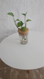 Hydro Plant Pot Vase / Propagation Vase - 12.8x9cm