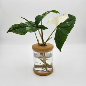 Hydro Plant Pot Vase / Propagation Vase - 12.8x9cm