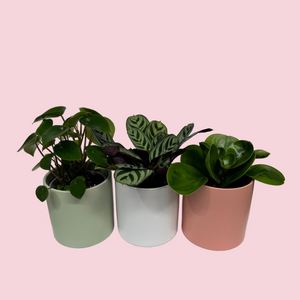 Potted Plants Trio Set - 120mm Ceramic Pots - Sydney Only