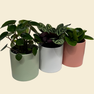 Potted Plants Trio Set - 120mm Ceramic Pots - Sydney Only