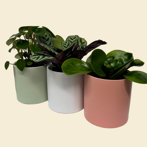 Potted Plants Trio Set - 120mm Ceramic Pots - Sydney Only