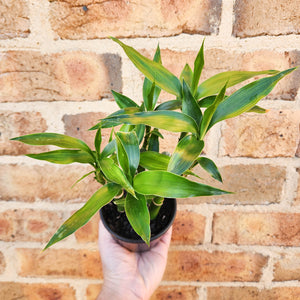 Lucky Bamboo - Dracaena sanderiana (5 x 15cm Canes) - 100mm