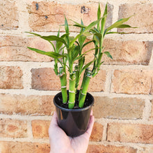 Load image into Gallery viewer, Lucky Bamboo - Dracaena sanderiana (5 x 15cm Canes) - 100mm
