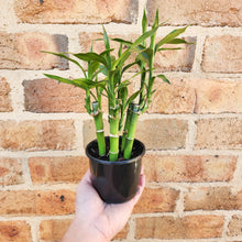 Load image into Gallery viewer, Lucky Bamboo - Dracaena sanderiana (5 x 15cm Canes) - 100mm
