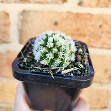 Load image into Gallery viewer, Mammillaria vetula ssp. gracilis Arizona Snowcap - 66mm
