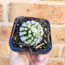 Load image into Gallery viewer, Mammillaria vetula ssp. gracilis Arizona Snowcap - 66mm
