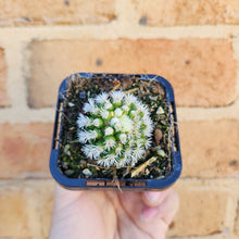 Load image into Gallery viewer, Mammillaria vetula ssp. gracilis Arizona Snowcap - 66mm
