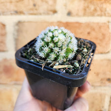 Load image into Gallery viewer, Mammillaria vetula ssp. gracilis Arizona Snowcap - 66mm
