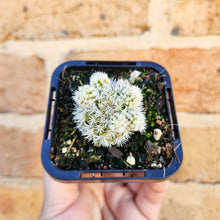 Load image into Gallery viewer, Mammillaria vetula ssp. gracilis Arizona Snowcap - 66mm
