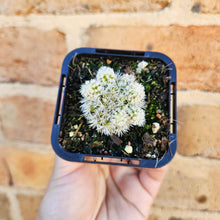 Load image into Gallery viewer, Mammillaria vetula ssp. gracilis Arizona Snowcap - 66mm
