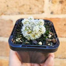 Load image into Gallery viewer, Mammillaria vetula ssp. gracilis Arizona Snowcap - 66mm

