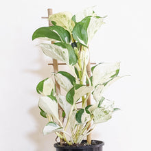 Load image into Gallery viewer, Manjula Pothos / Epipremnum aureum Manjula - 100mm
