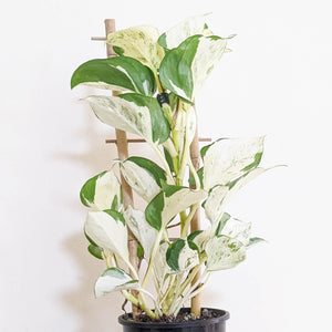 Manjula Pothos / Epipremnum aureum Manjula - 100mm