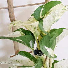 Load image into Gallery viewer, Manjula Pothos / Epipremnum aureum Manjula - 100mm
