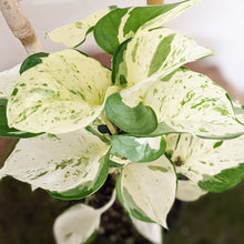Load image into Gallery viewer, Manjula Pothos / Epipremnum aureum Manjula - 100mm
