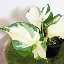 Load image into Gallery viewer, Manjula Pothos / Epipremnum aureum Manjula - 100mm
