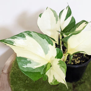 Manjula Pothos / Epipremnum aureum Manjula - 100mm