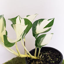 Load image into Gallery viewer, Manjula Pothos / Epipremnum aureum Manjula - 100mm
