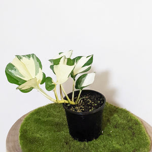 Manjula Pothos / Epipremnum aureum Manjula - 100mm