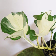 Load image into Gallery viewer, Manjula Pothos / Epipremnum aureum Manjula - 100mm
