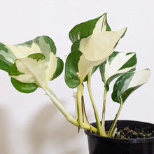 Load image into Gallery viewer, Manjula Pothos / Epipremnum aureum Manjula - 100mm
