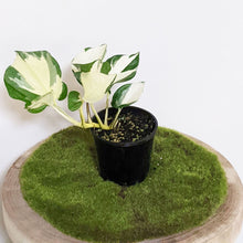 Load image into Gallery viewer, Manjula Pothos / Epipremnum aureum Manjula - 100mm
