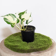 Load image into Gallery viewer, Manjula Pothos / Epipremnum aureum Manjula - 100mm
