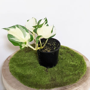 Manjula Pothos / Epipremnum aureum Manjula - 100mm
