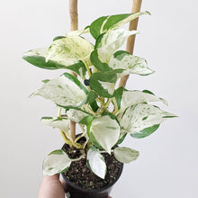 Load image into Gallery viewer, Manjula Pothos / Epipremnum aureum Manjula - 100mm
