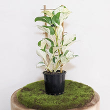 Load image into Gallery viewer, Manjula Pothos / Epipremnum aureum Manjula - 100mm

