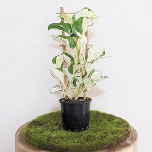 Manjula Pothos / Epipremnum aureum Manjula - 100mm