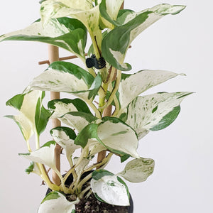 Manjula Pothos / Epipremnum aureum Manjula - 100mm