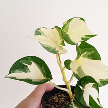 Load image into Gallery viewer, Manjula Pothos / Epipremnum aureum Manjula - 100mm
